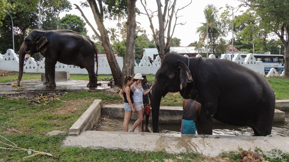 Катание на слоне в храме Дондра, Elephant Riding in Dondra Temple